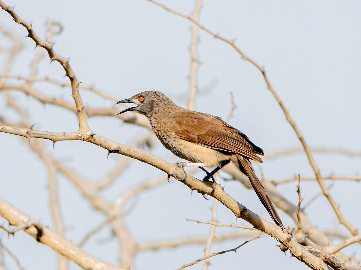 Brown Babbler - ML638441045