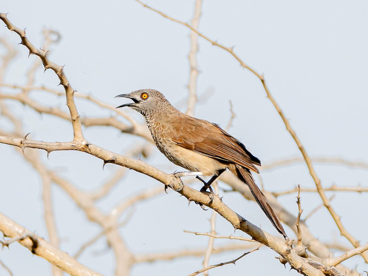 Brown Babbler - ML638441048