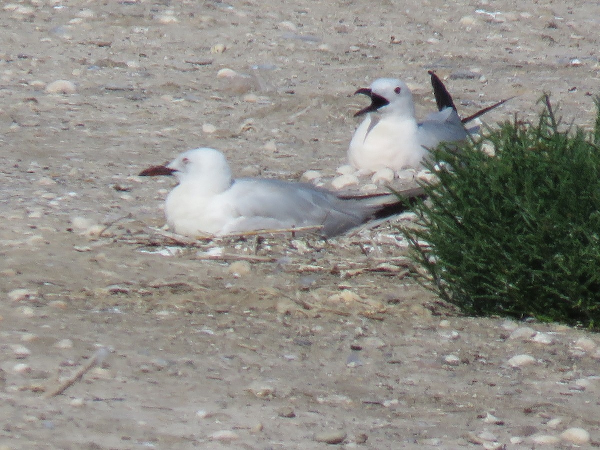 Goéland railleur - ML638441057