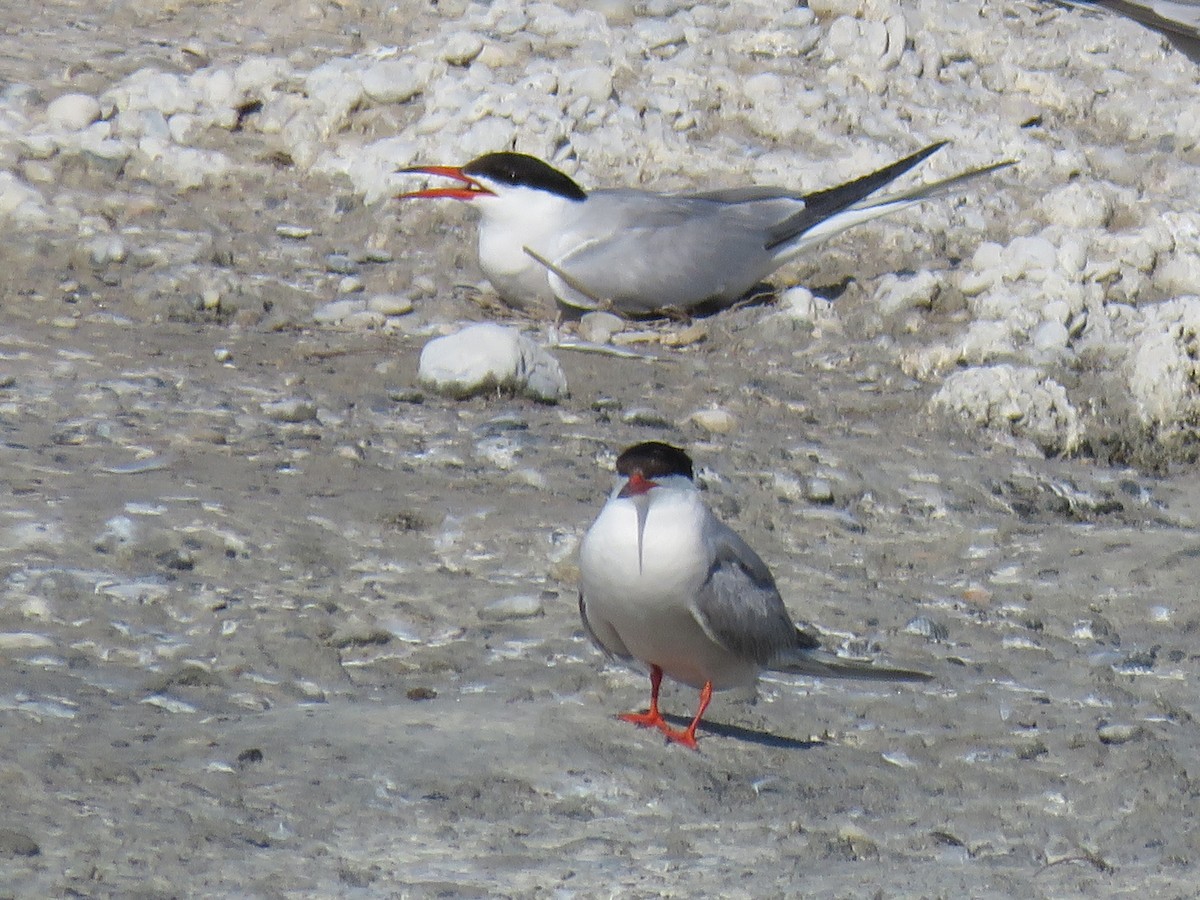 Sterne pierregarin - ML638441058