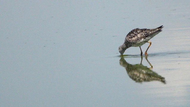 Greater Yellowlegs - ML638441059