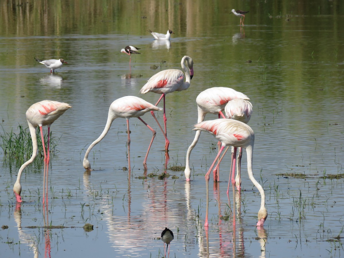 Flamant rose - ML638441061