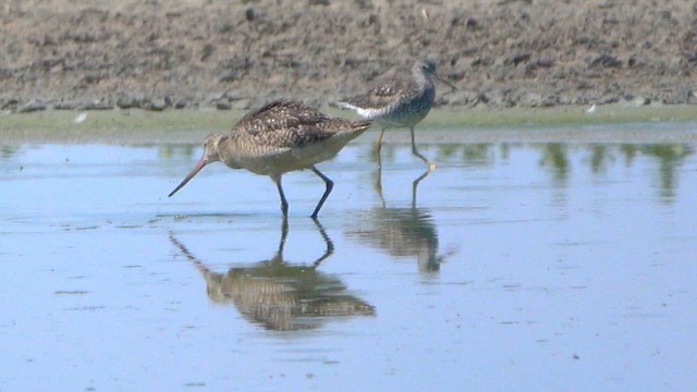 Greater Yellowlegs - ML638441062