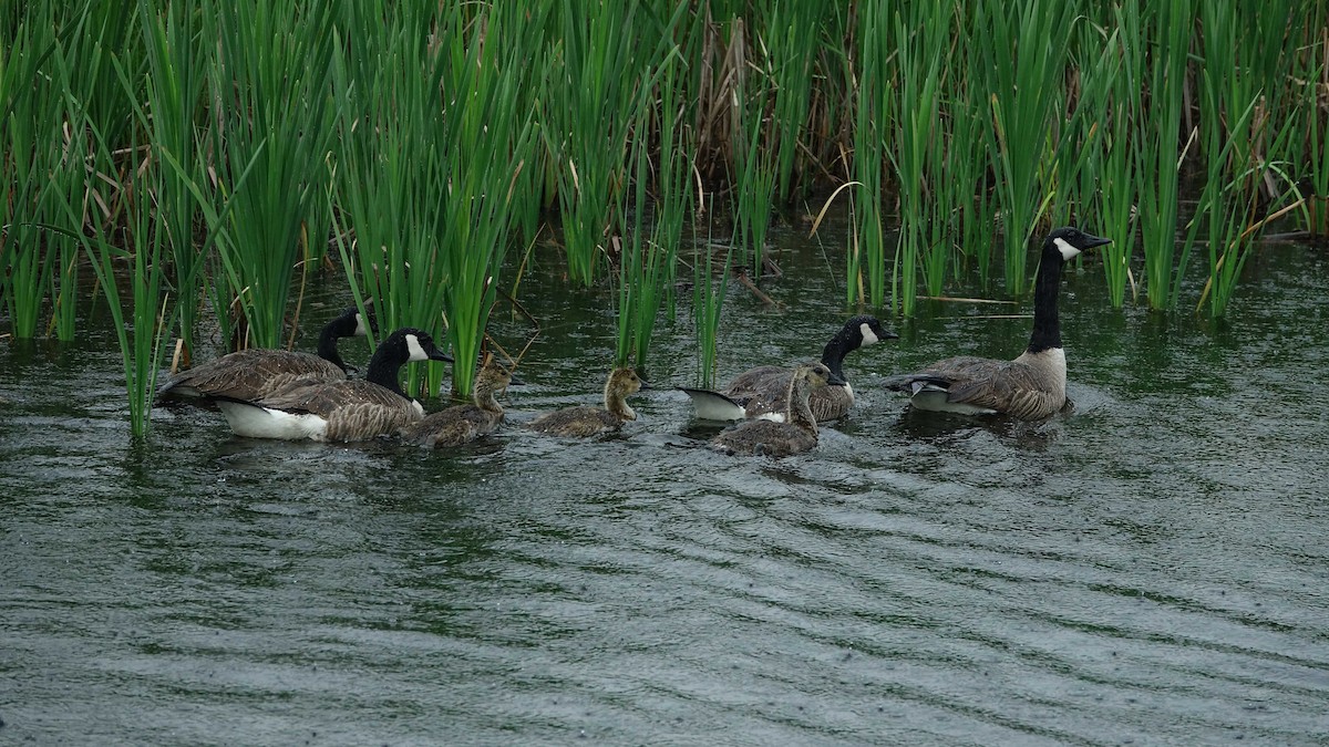 Canada Goose - ML638441064