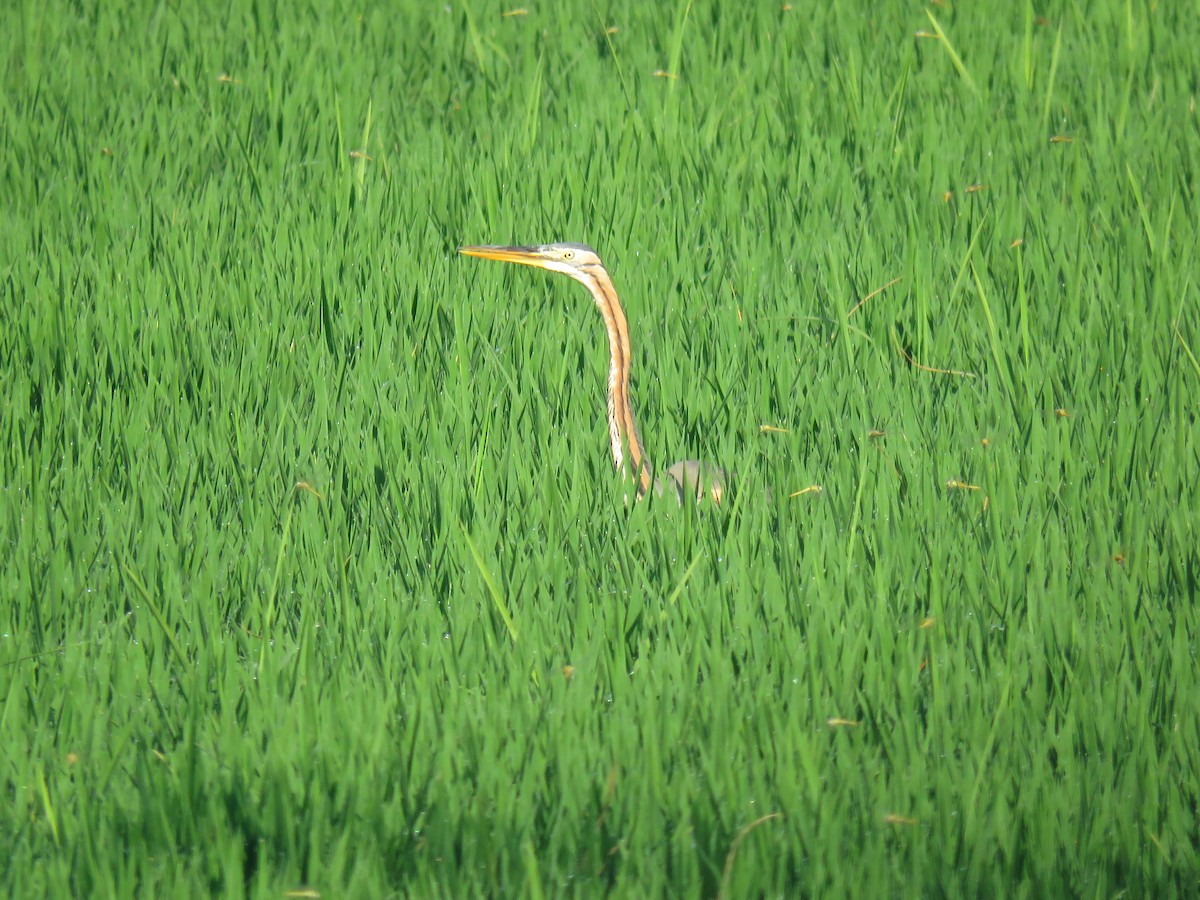 Héron pourpré - ML638441065