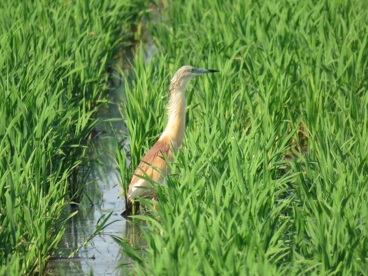 Crabier chevelu - ML638441069