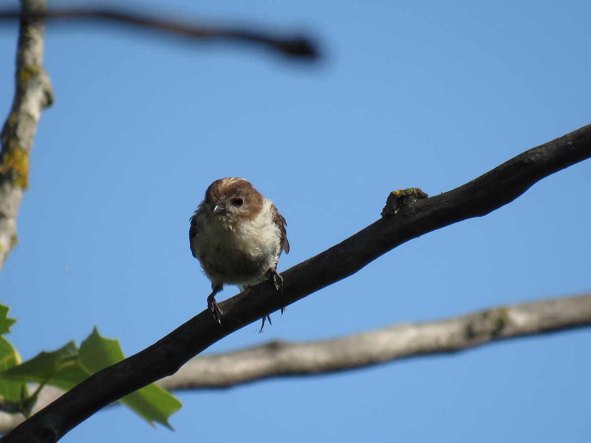 Orite à longue queue - ML638441076