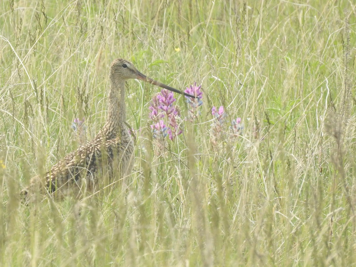Marbled Godwit - ML638441092
