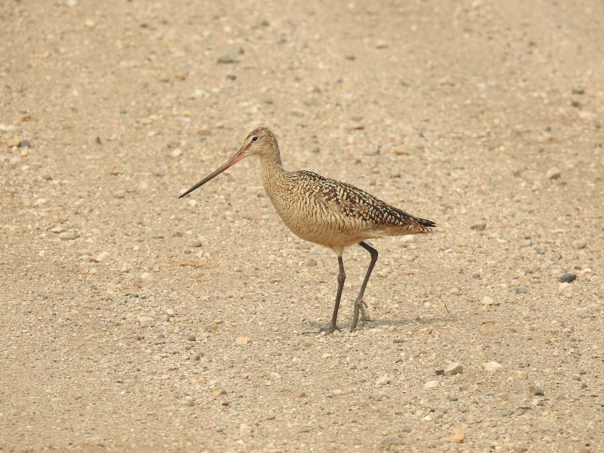 Marbled Godwit - ML638441116