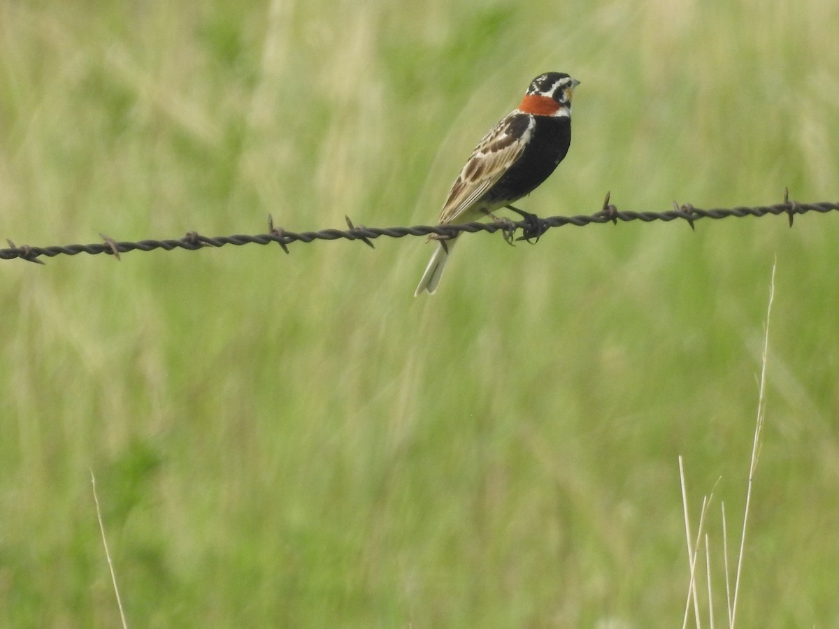 Chestnut-collared Longspur - ML638441139