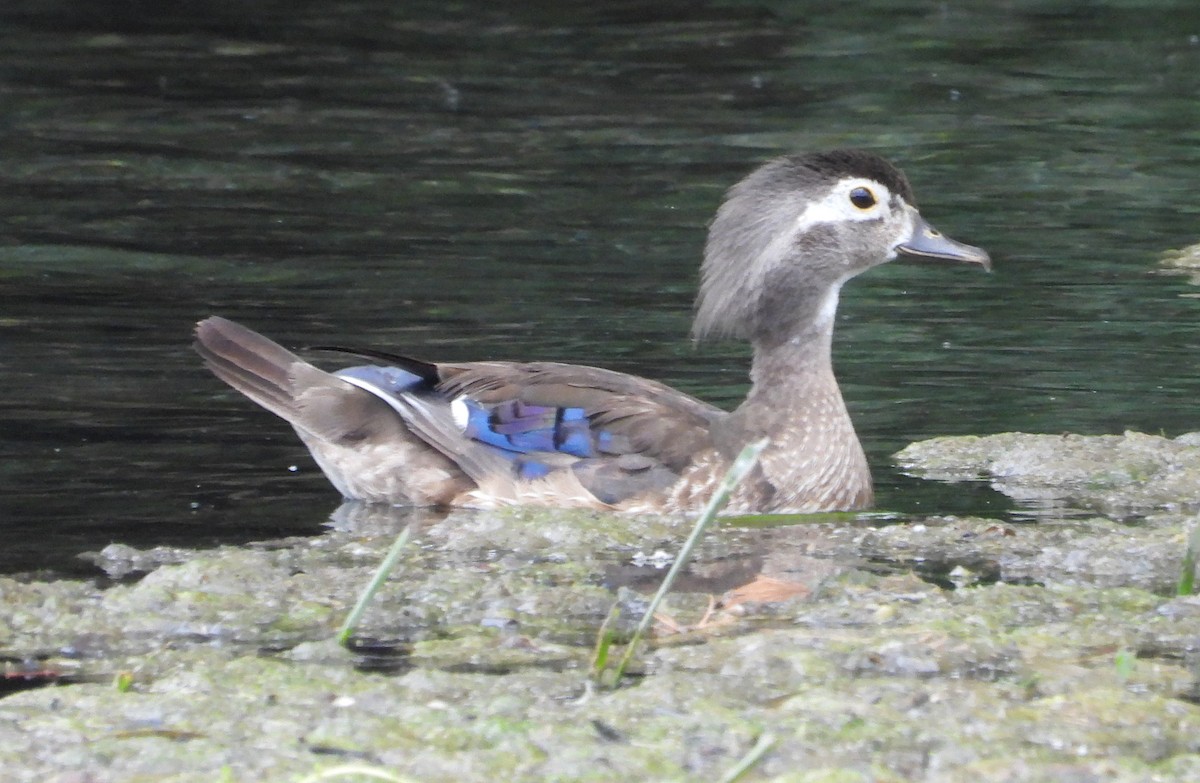 Wood Duck - ML638441140