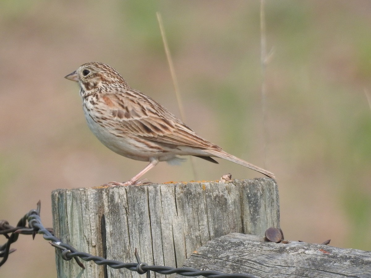 Vesper Sparrow - ML638441154