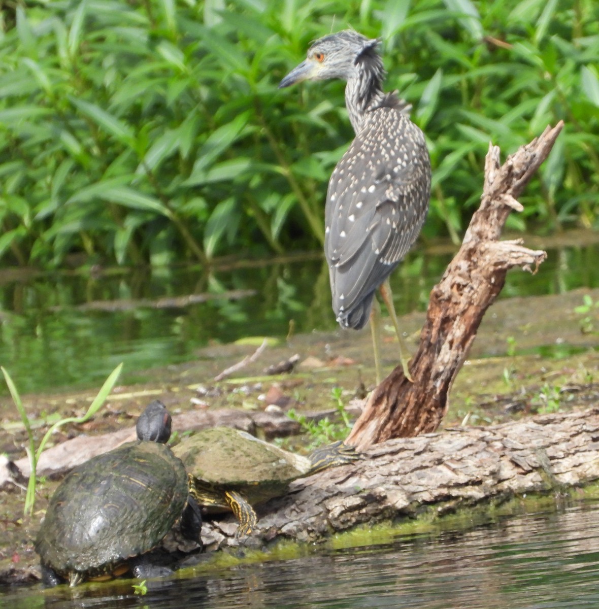 Yellow-crowned Night Heron - ML638441160