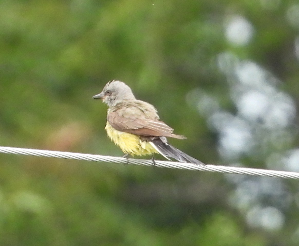 Western Kingbird - ML638441171