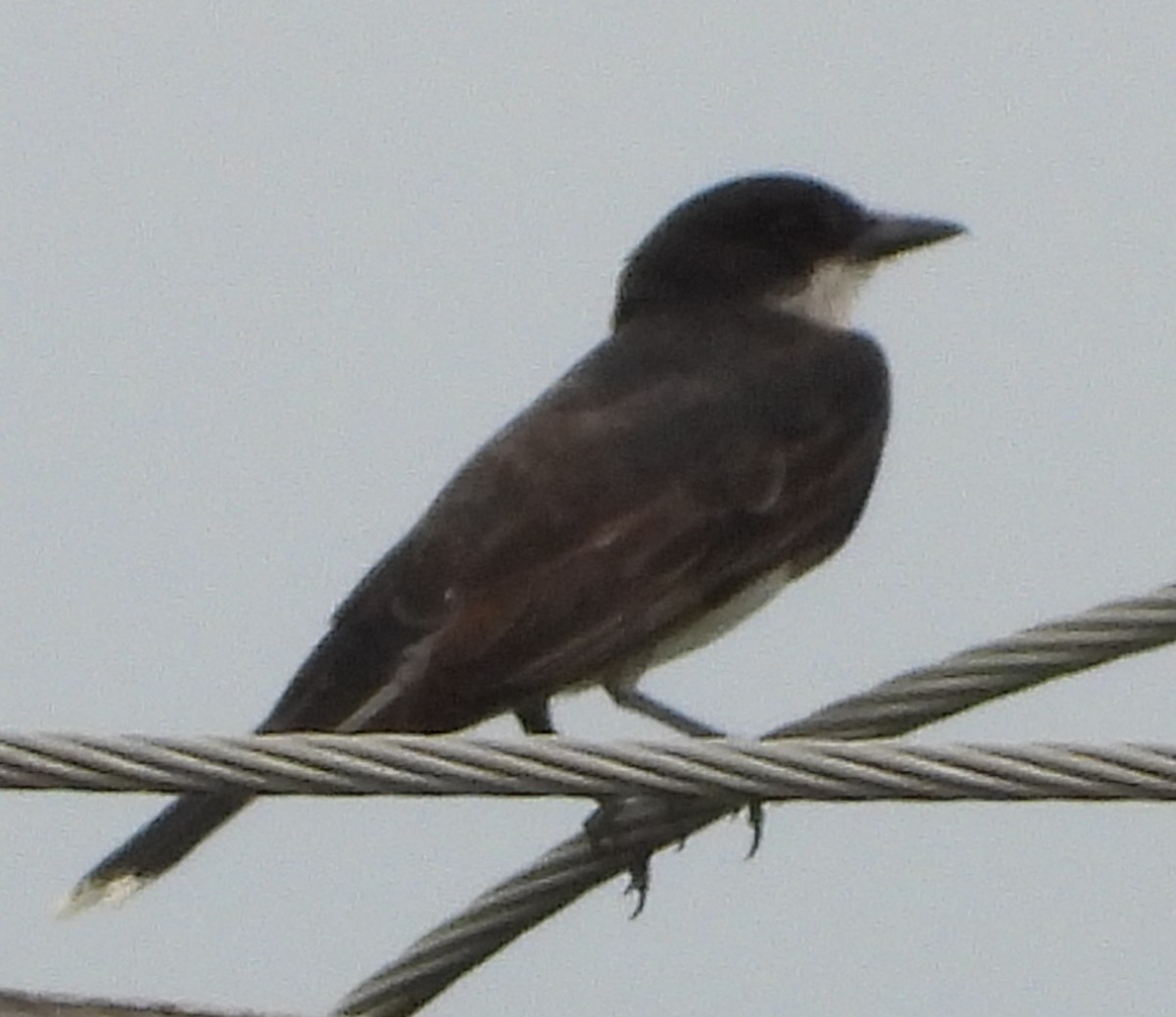 Eastern Kingbird - ML638441178