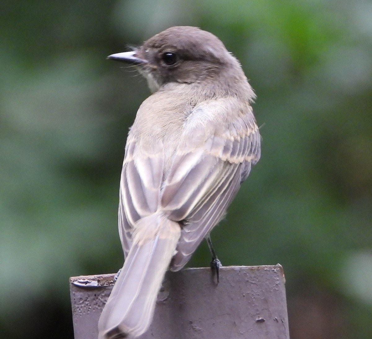 Eastern Phoebe - ML638441185