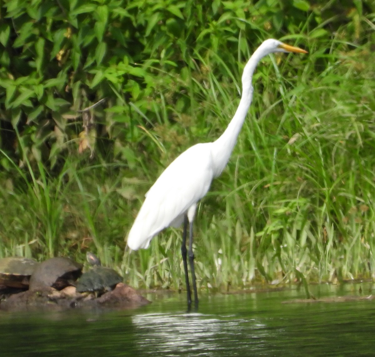 Great Egret - ML638441192