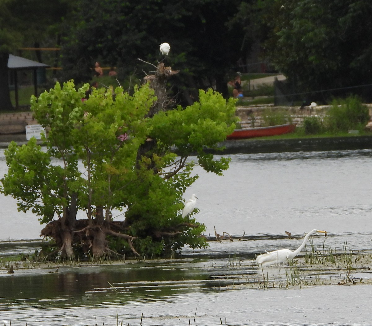 Snowy Egret - ML638441197