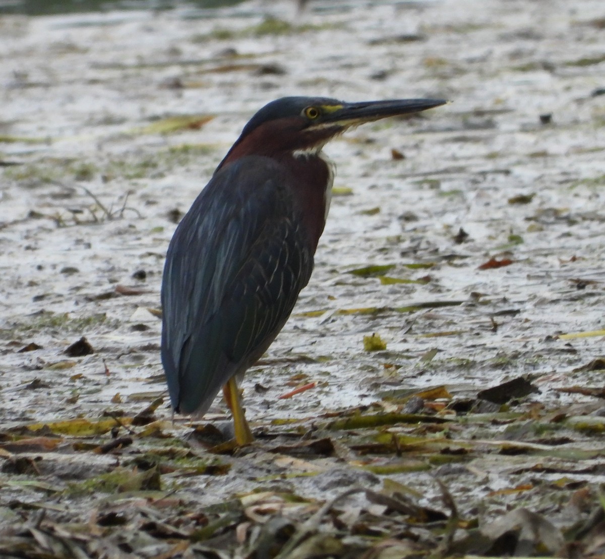 Green Heron - ML638441199
