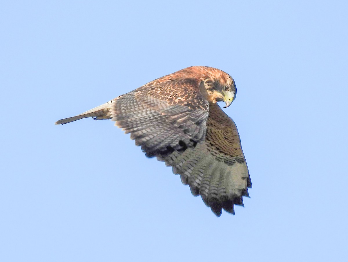 Variable Hawk - ML638441225
