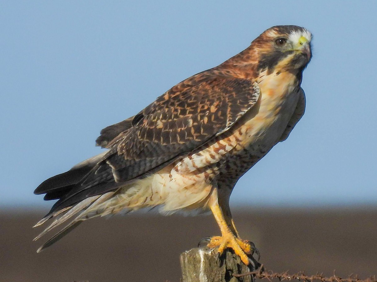 Variable Hawk - ML638441226