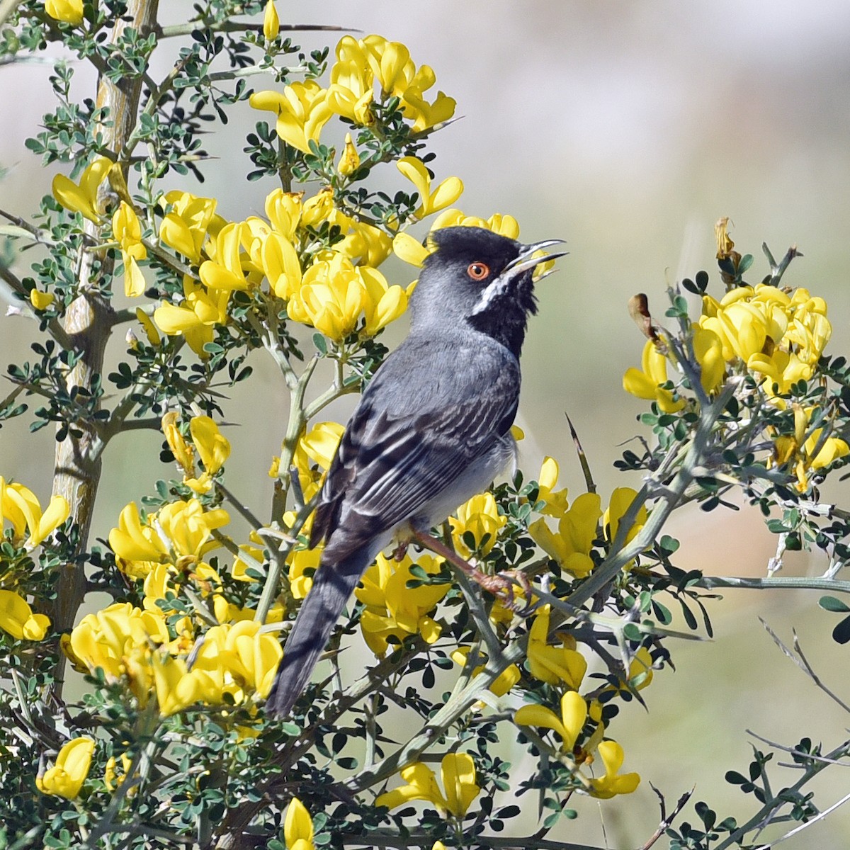 Rüppell's Warbler - ML638441251