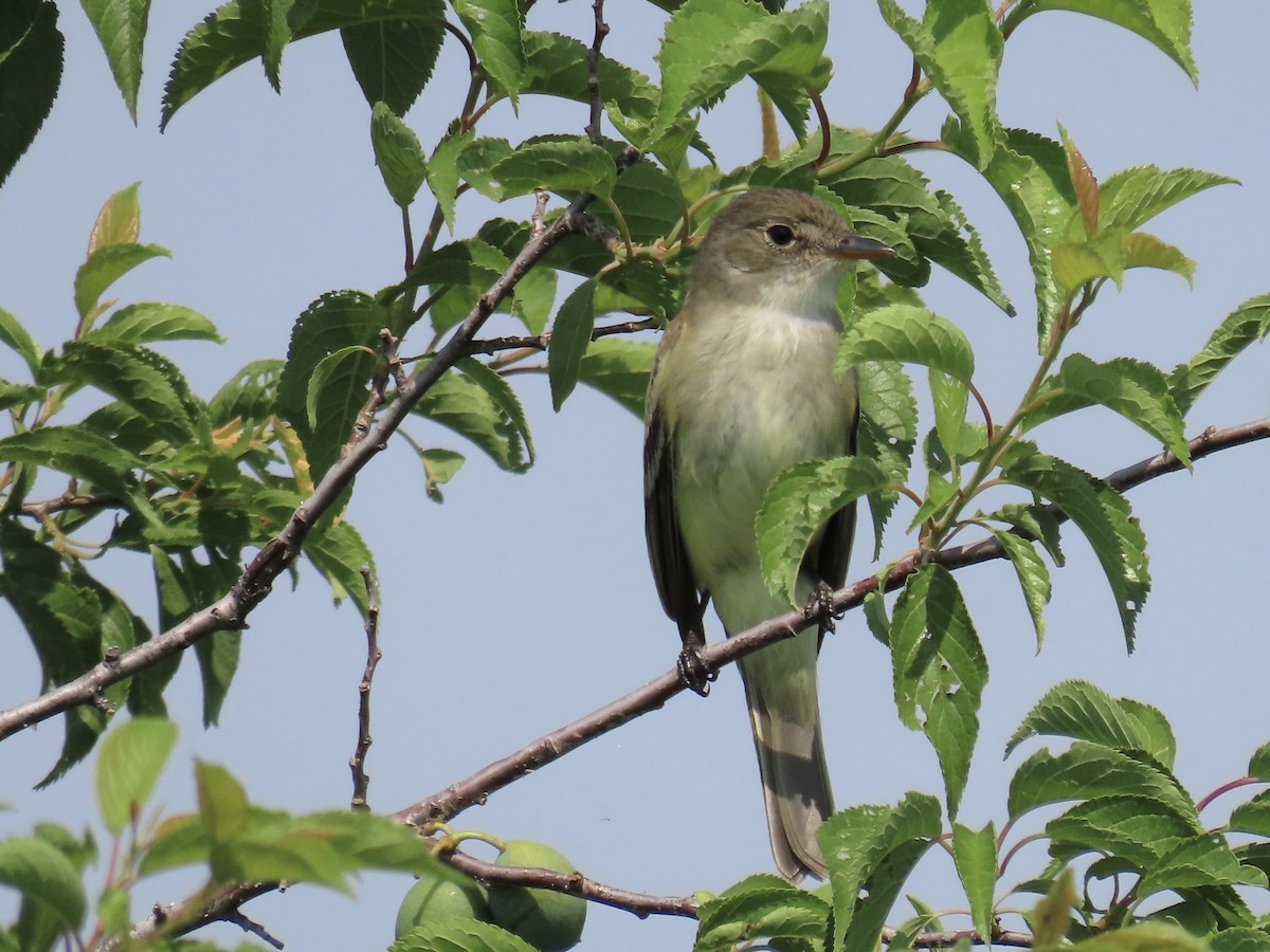 Willow Flycatcher - ML638441252