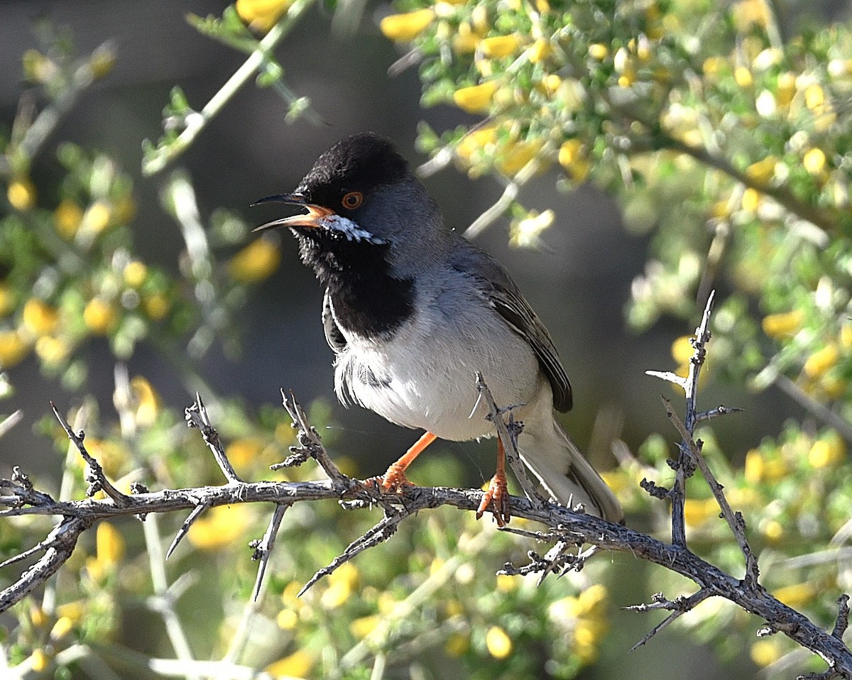 Rüppell's Warbler - ML638441259