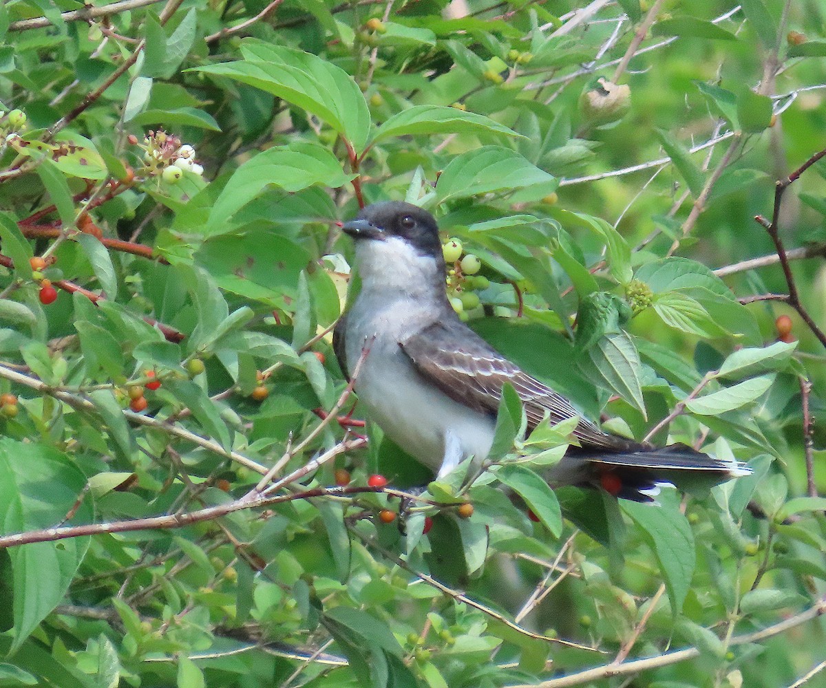 Eastern Kingbird - ML638441270