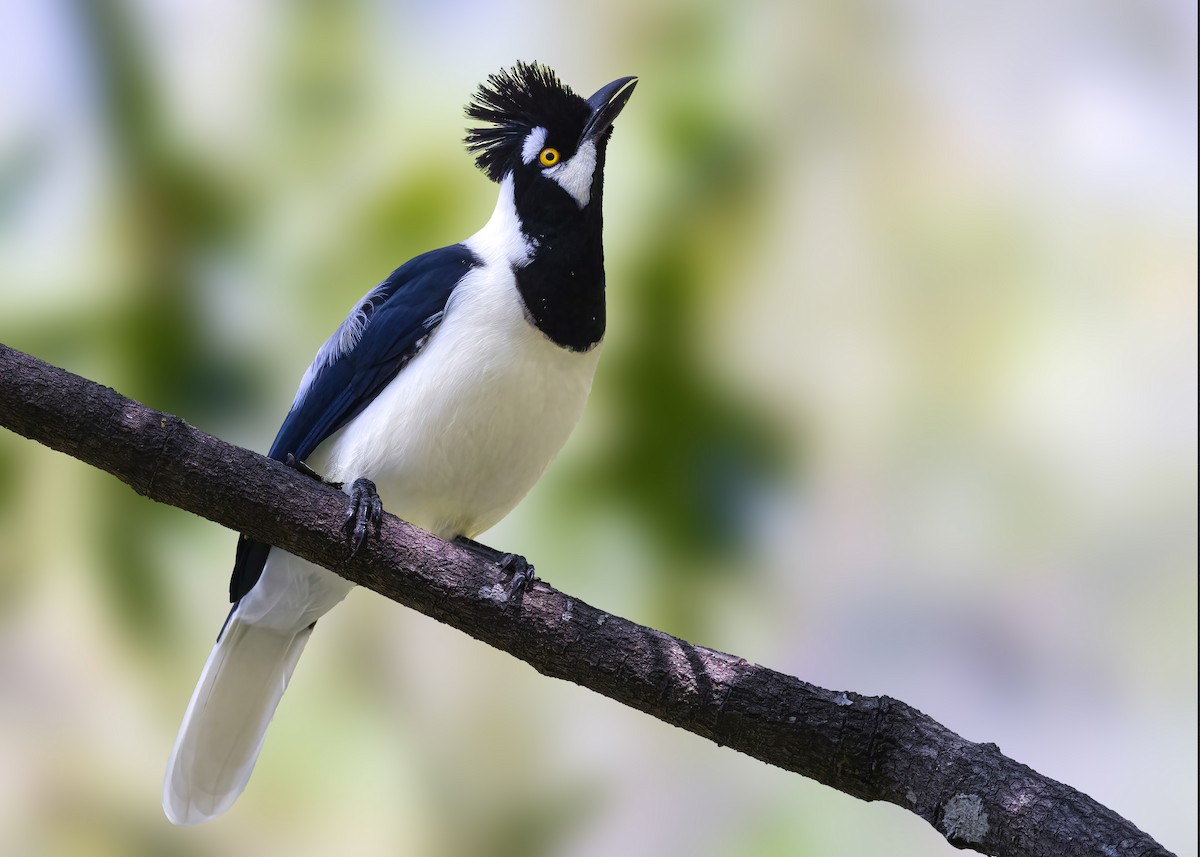 Tufted Jay - ML638441297