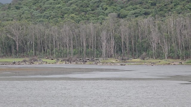 Kahlkopfgeier - ML638441308