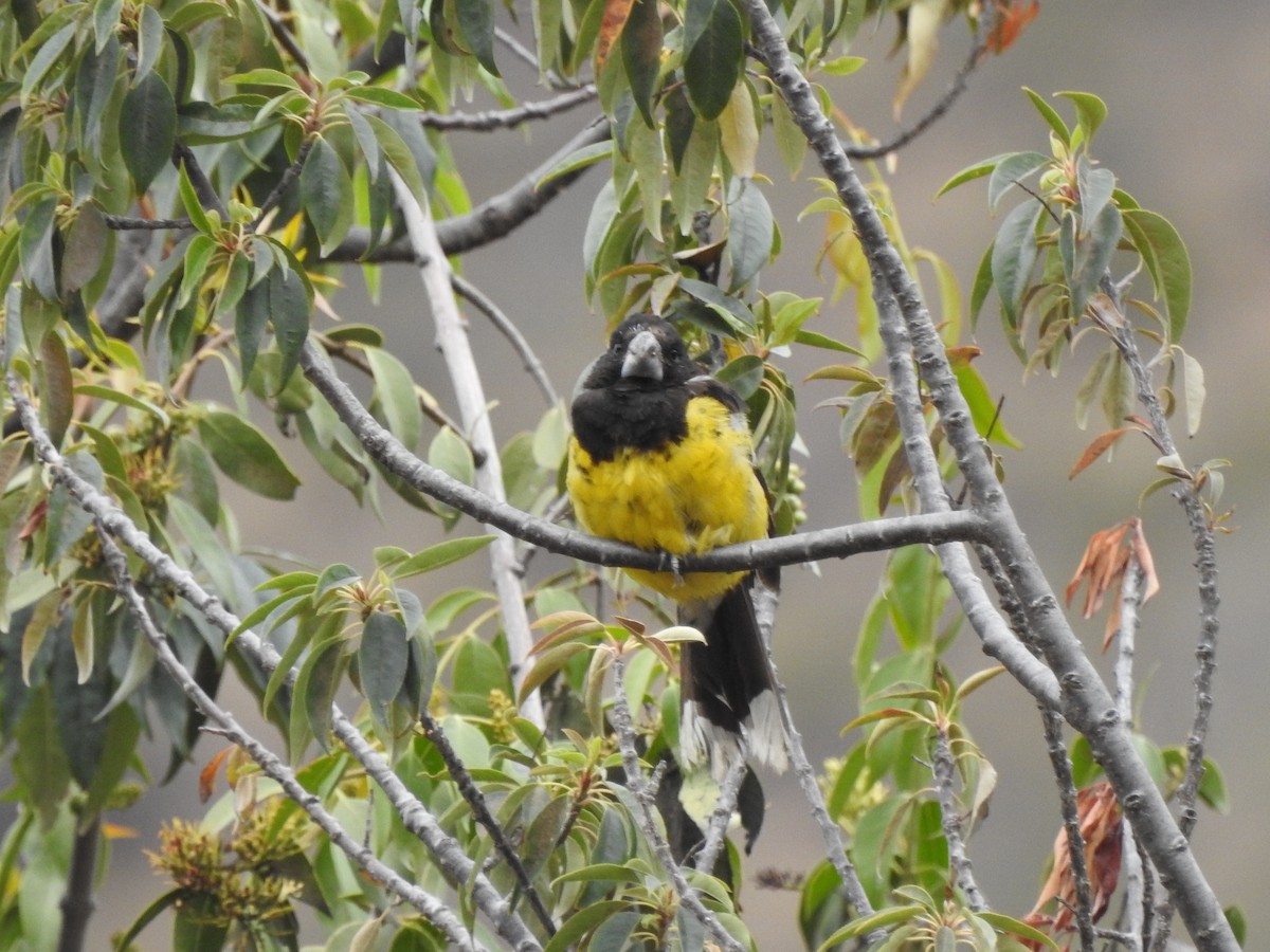 Black-backed Grosbeak - ML638441312