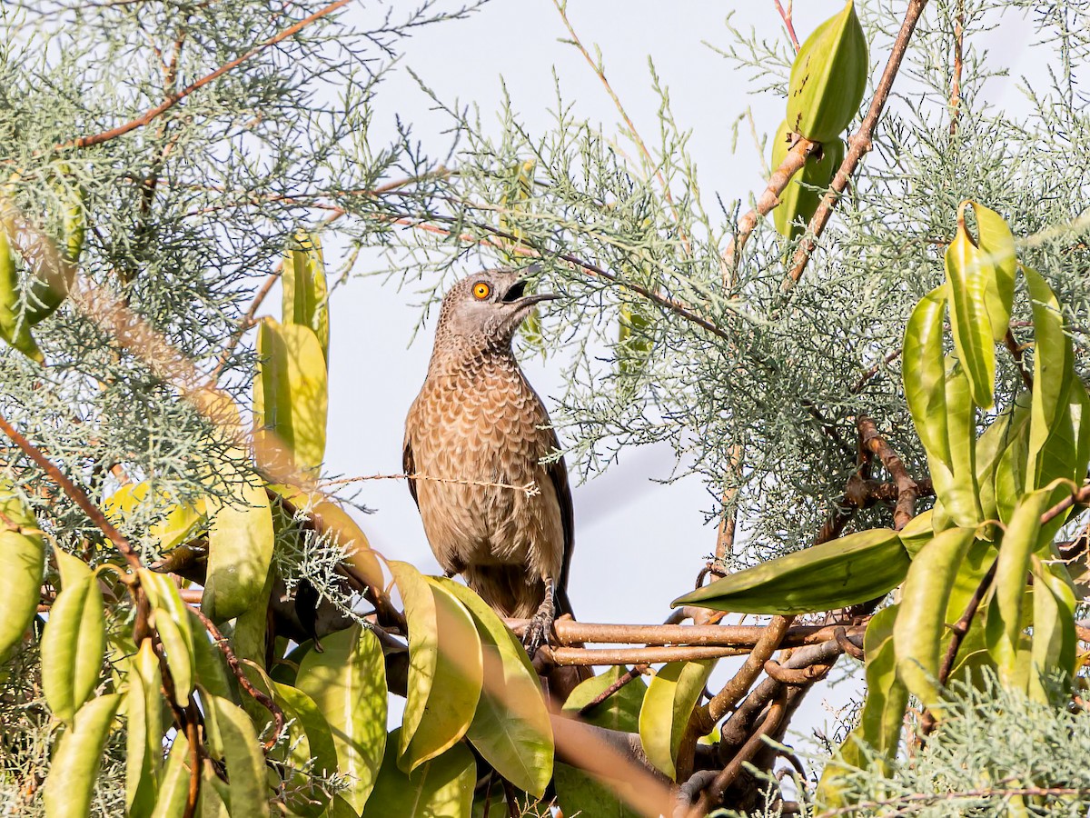 Brown Babbler - ML638441316