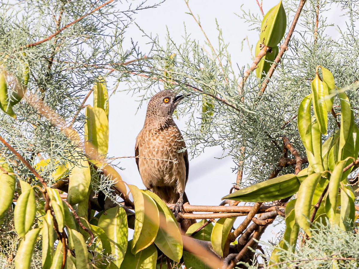 Brown Babbler - ML638441321