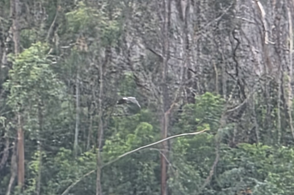 Gray-headed Fish-Eagle - ML638441347