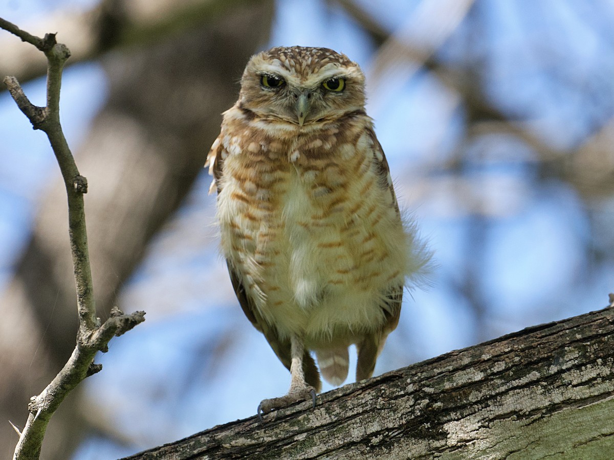 Burrowing Owl - ML638441352