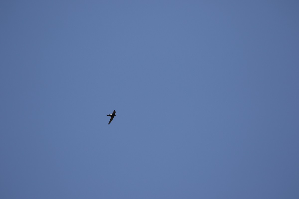Horus Swift - ML638441448
