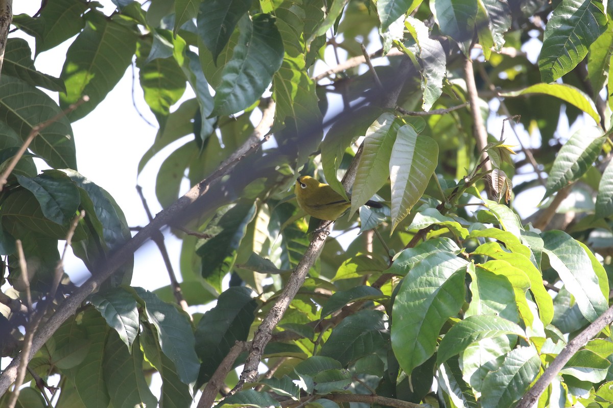 Green White-eye - ML638441482