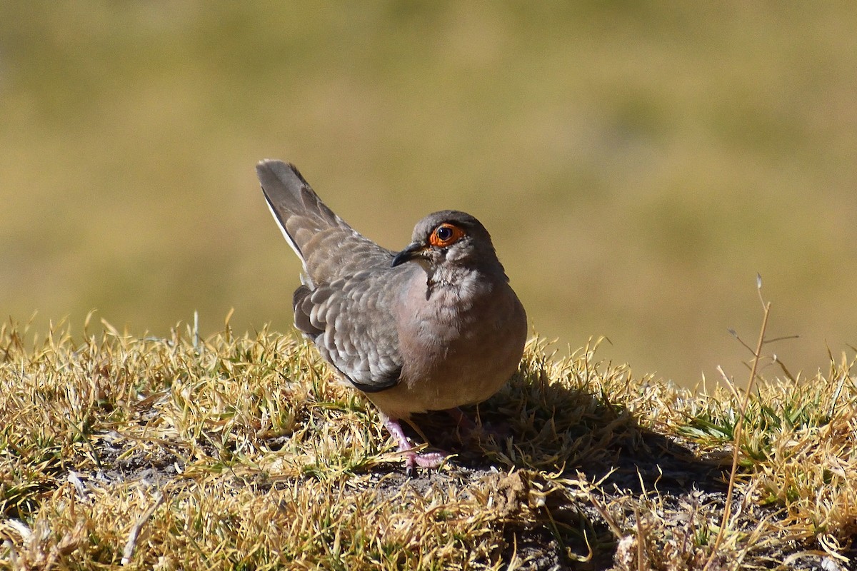 Bare-faced Ground Dove - ML638441501