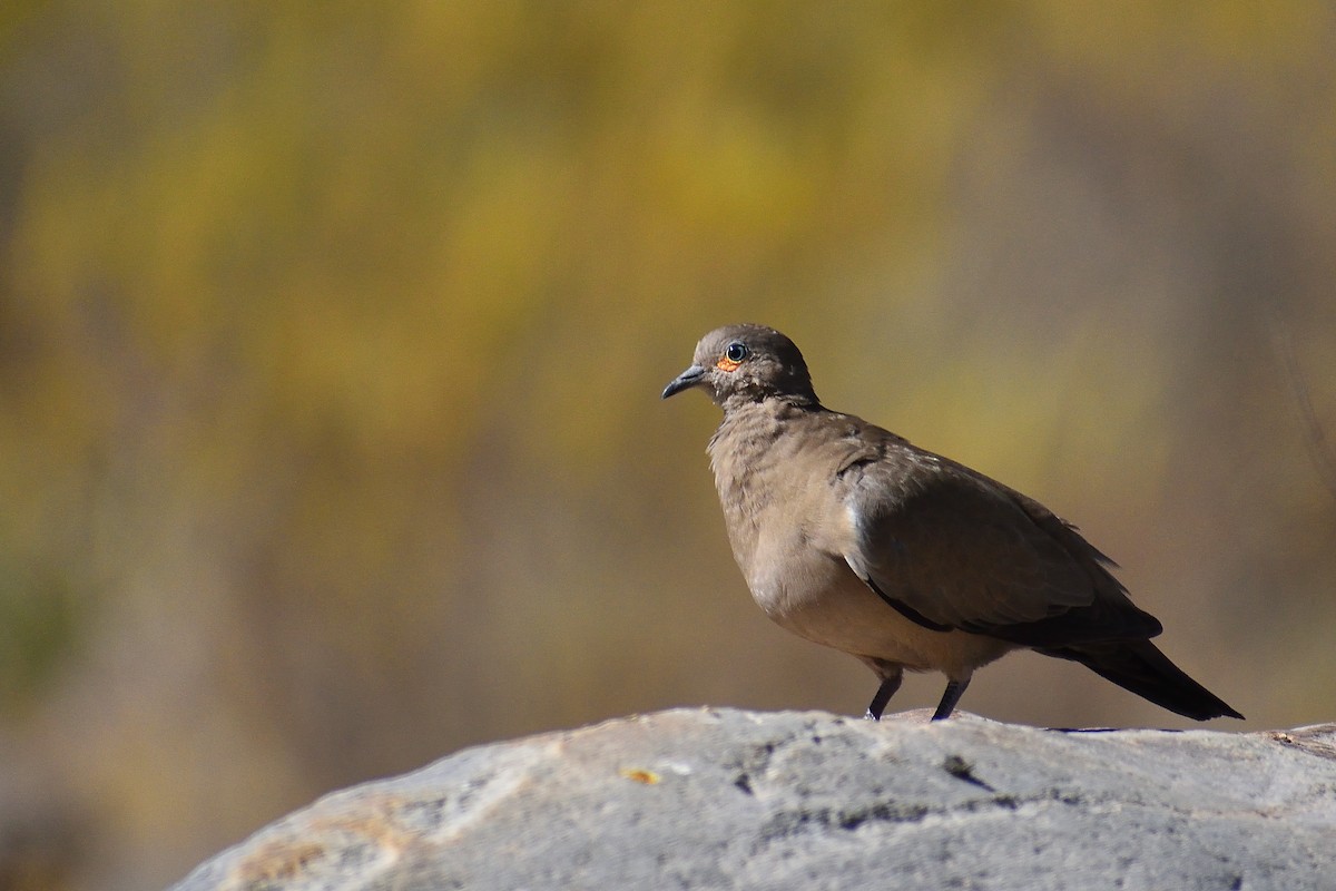 Black-winged Ground Dove - ML638441520