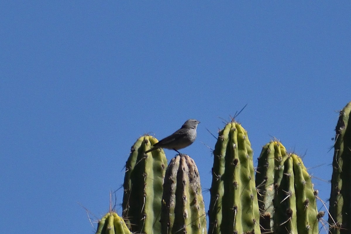 Ash-breasted Sierra Finch - ML638441529
