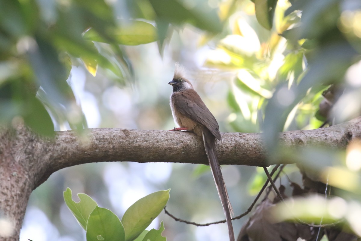 Speckled Mousebird - ML638441612