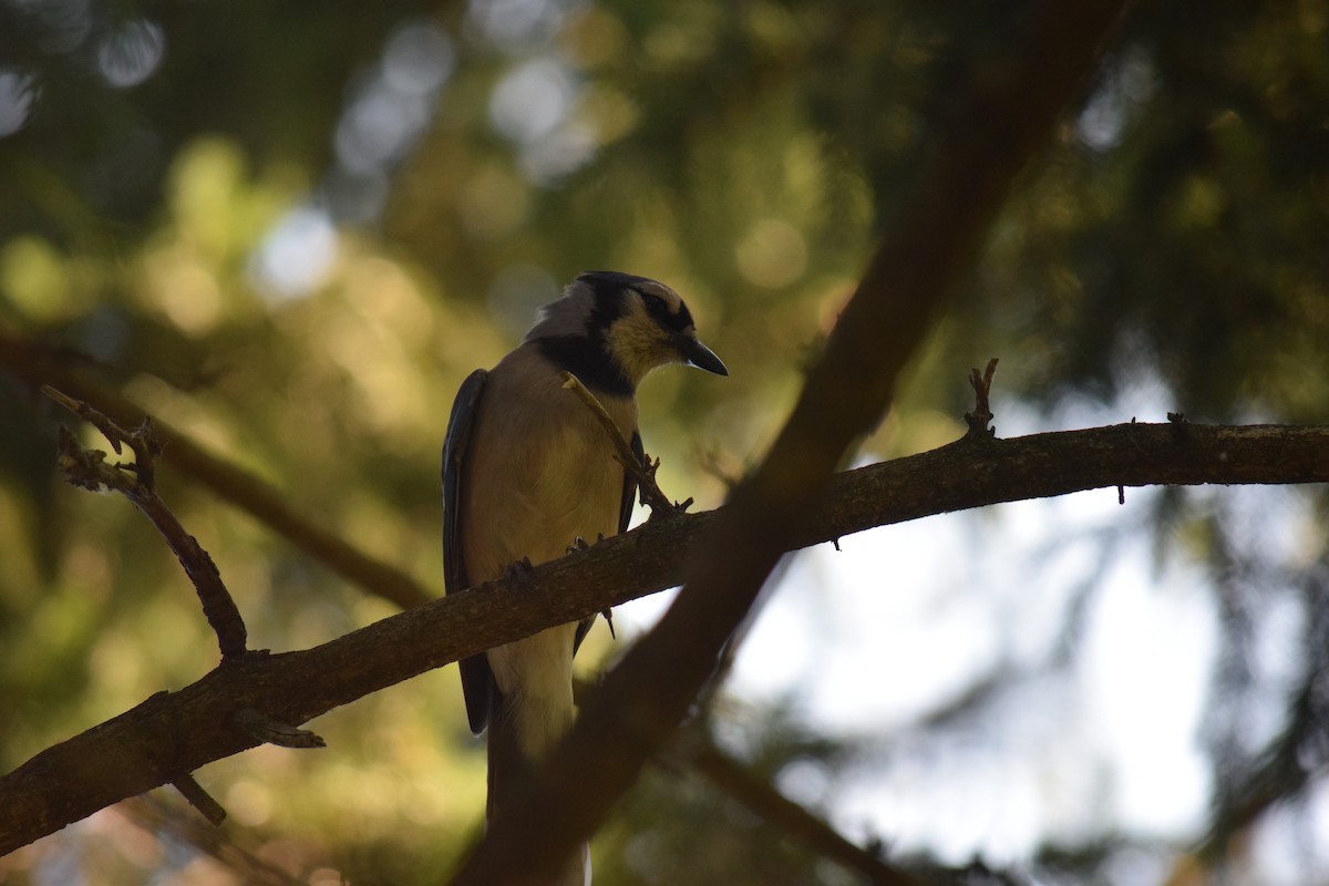 Blue Jay - ML638441699