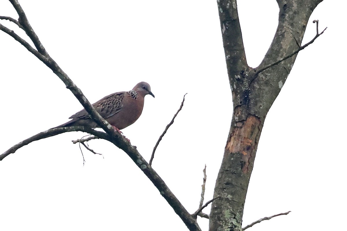 Spotted Dove (Eastern) - ML638441735