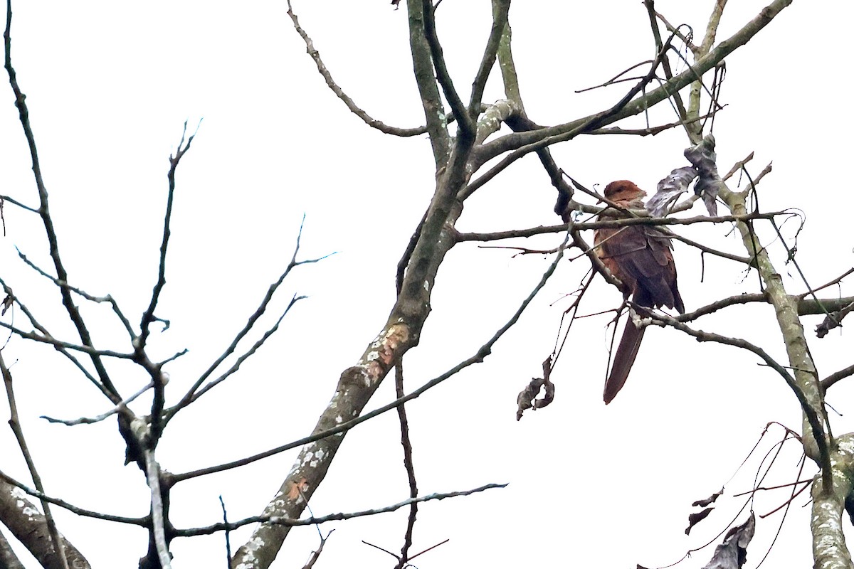 Little Cuckoo-Dove - ML638441739