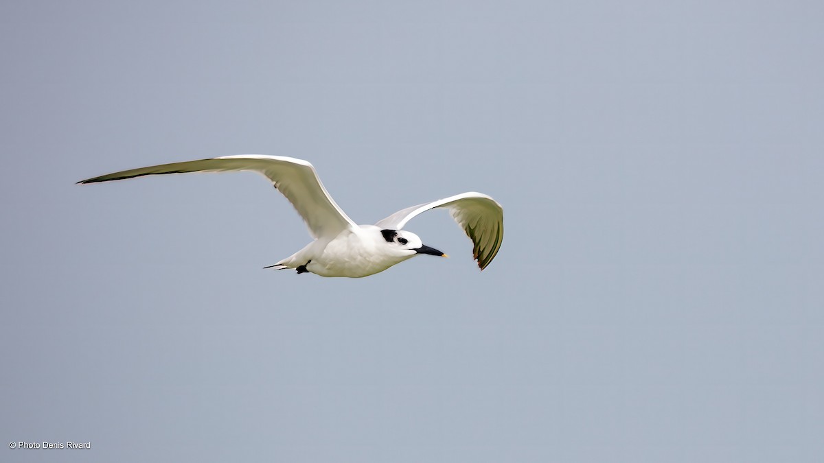 rybák severní - ML638441775