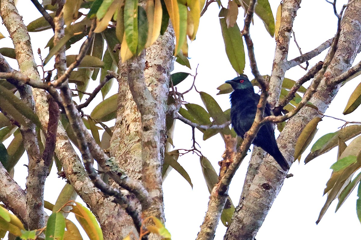 Short-tailed Starling - ML638441777
