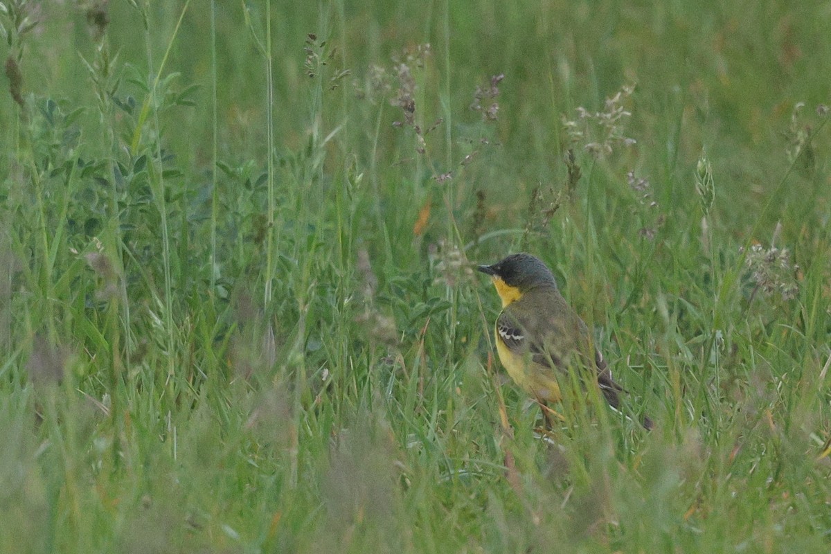 Western Yellow Wagtail (thunbergi) - ML638441778
