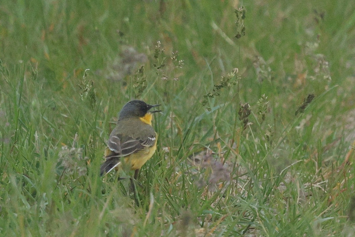Western Yellow Wagtail (thunbergi) - ML638441781