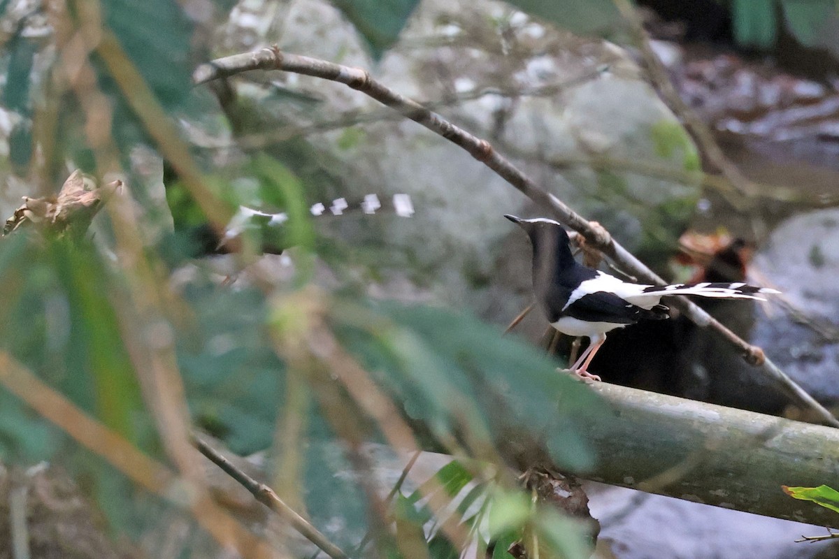 White-crowned Forktail (Javan) - ML638441793